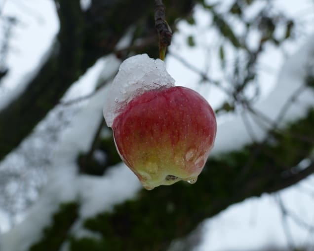 Apfel mit Schneehaube