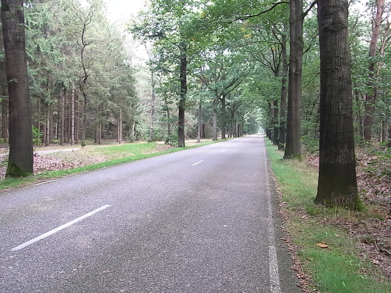 Eine der diversen Alleen auf der Tour