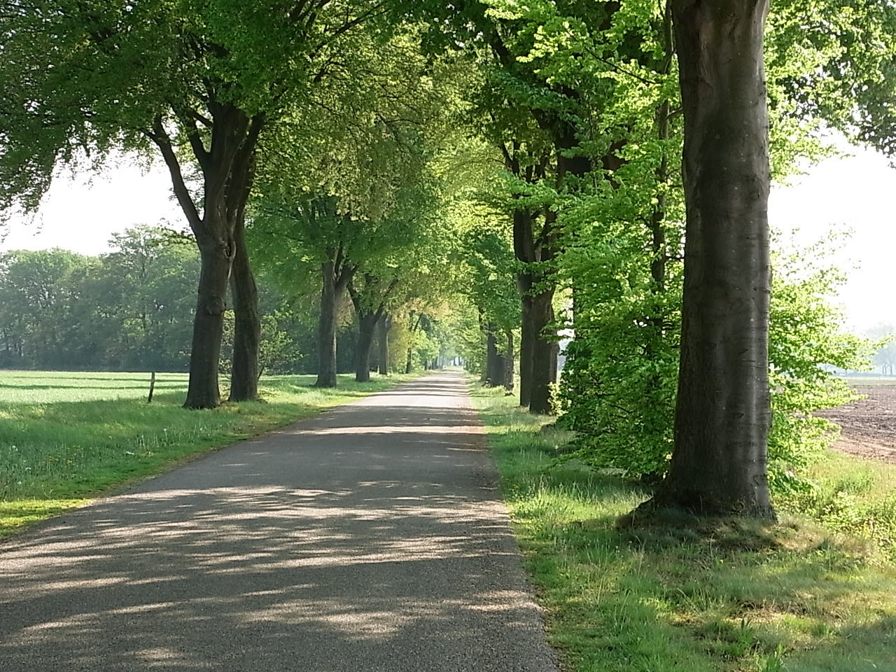 Typische Alleen in der Region (Limburg)