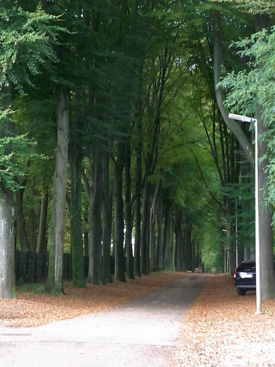 Waldbereich, in dem man aber nicht hindurchfahren kann