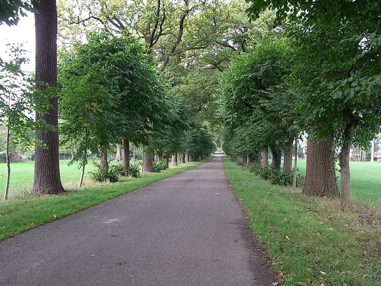 Allee in Leut