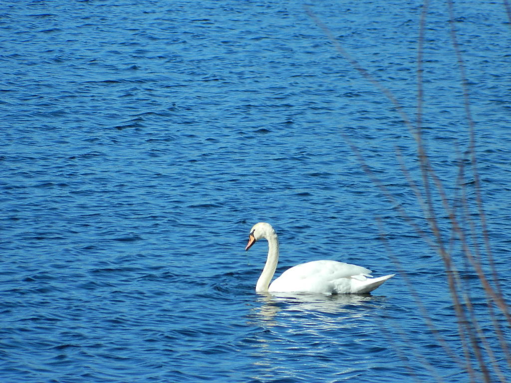 Kleiner See am Wessem-Nederweert Kanal