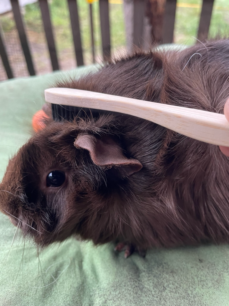 …oder Meerschweinchen! (HuM)