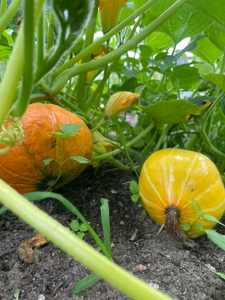 Und tolle Kürbisse! Es gab soviel Leckereien aus dem Garten (HuM)