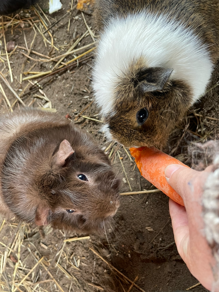 Zimty und Bonie beim Karotten mümmeln (HuM)