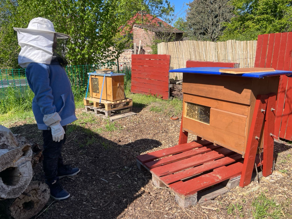 Von Bienen umsäuselt (Sumsalabrum)