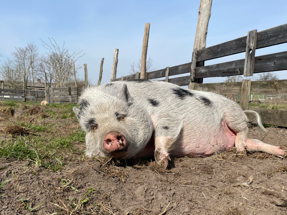 Scottie in der ersten warmen Frühlingssonne. (HuM)