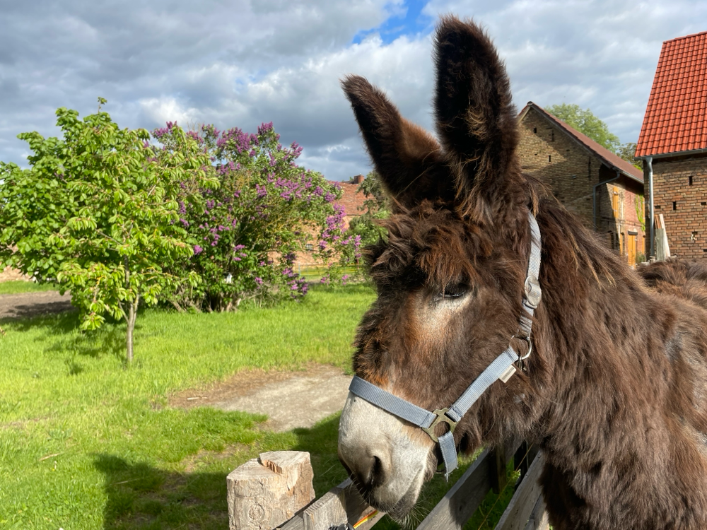 Polly beim Kinder beobachten (HuM)