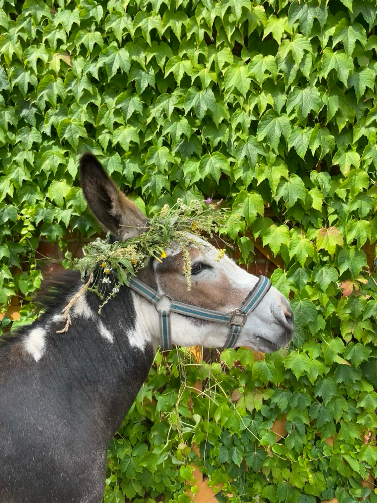 Adamo mit Blumenkranz (HuM) 