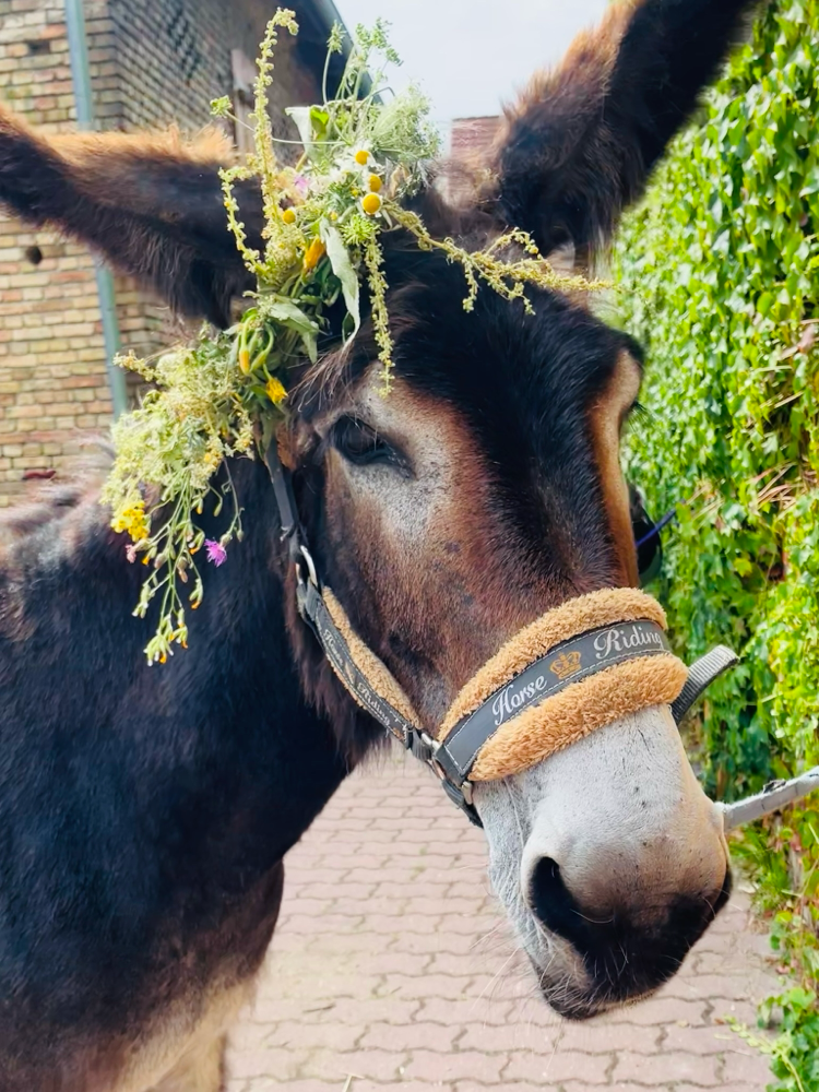 Polly mit Blumenkranz (HuM)