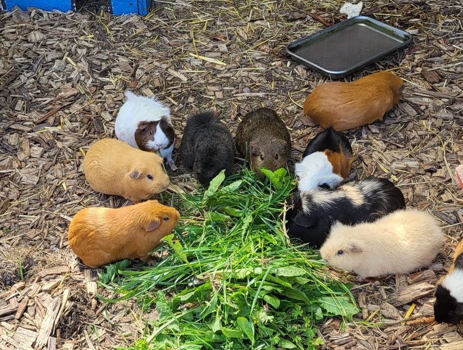 Kleintiergehege Hof-Hörnsee: Meerschweinchen