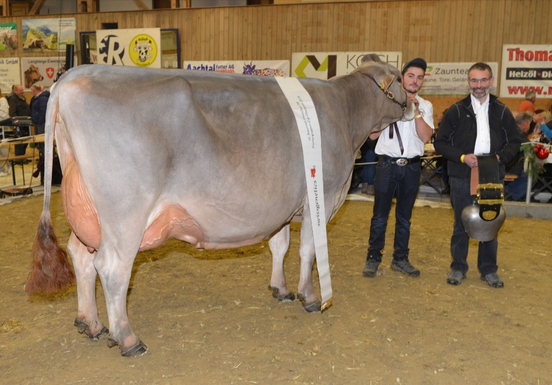 Züchtergruppen Cup / die Champion Kuh Genox-Boy BLÜEEMLI von Jakob Fuster, Appenzell