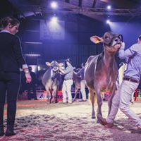 Die Championwahl der BV-Rinder, an der Rindernight Show in Sarnen