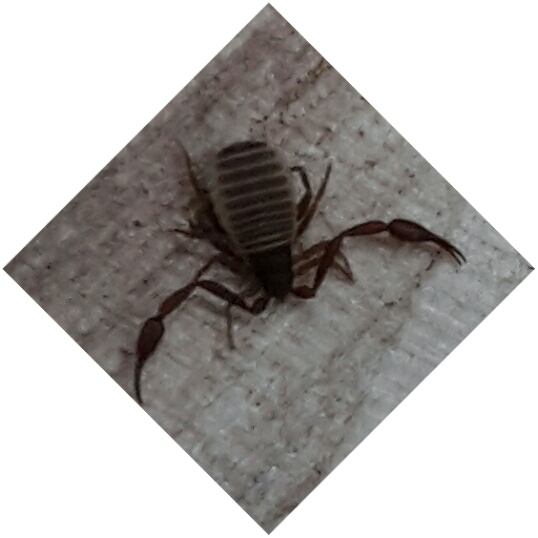 Bücherscorpion