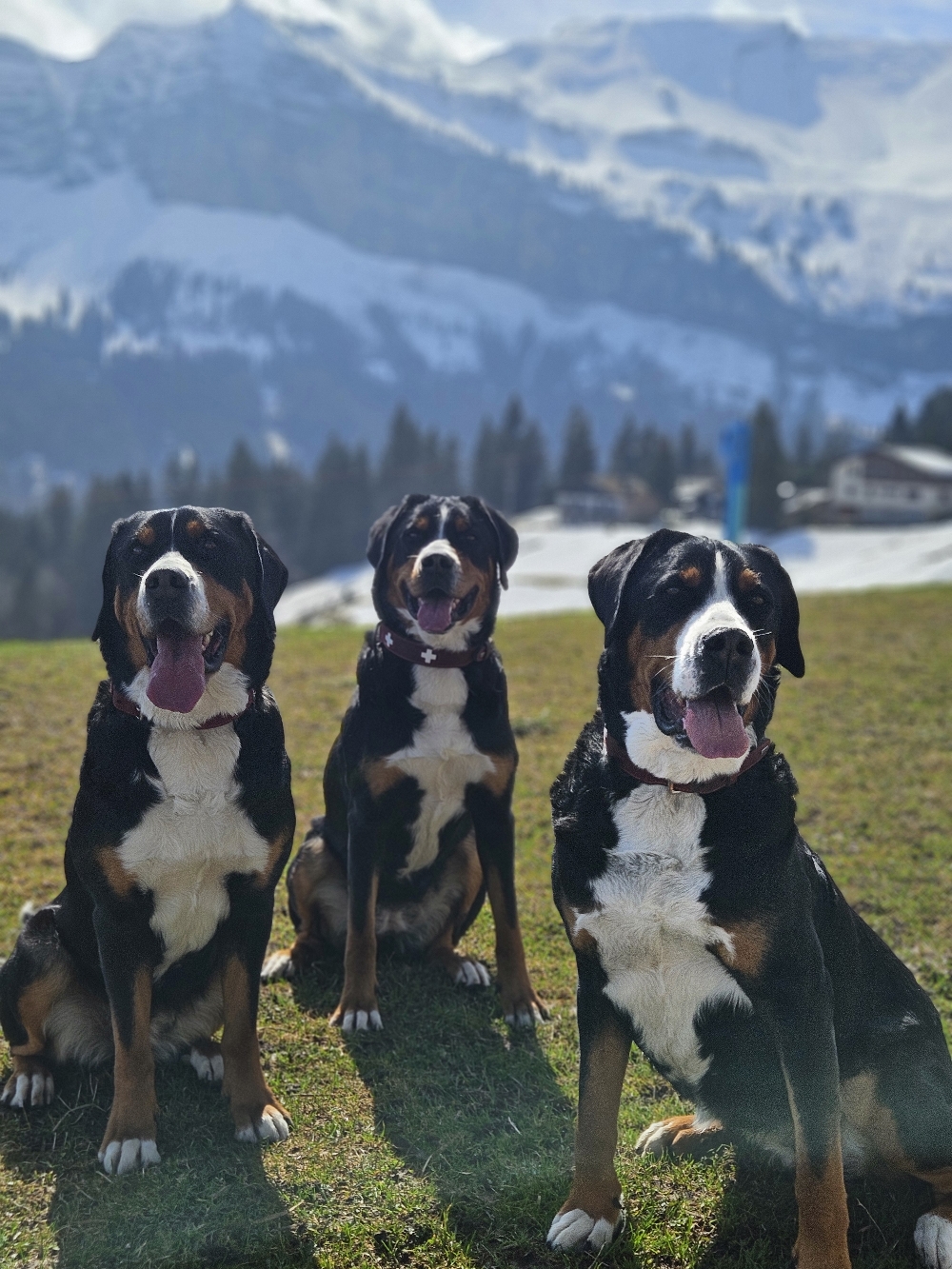 Unser Rudel vom lieblichen Taubertal