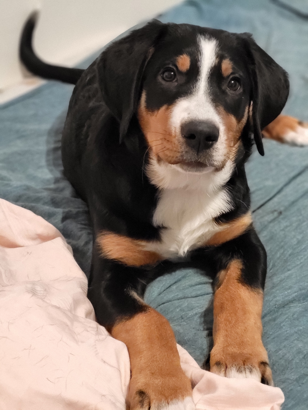 Chichi (13 Wochen)