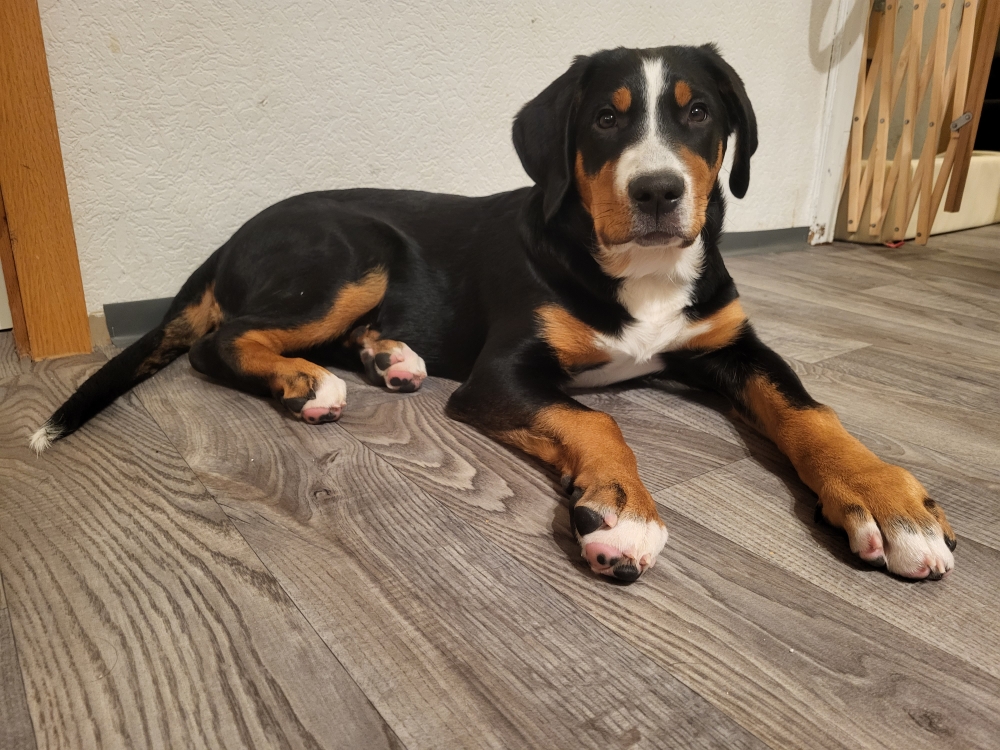 Chichi (15 Wochen)