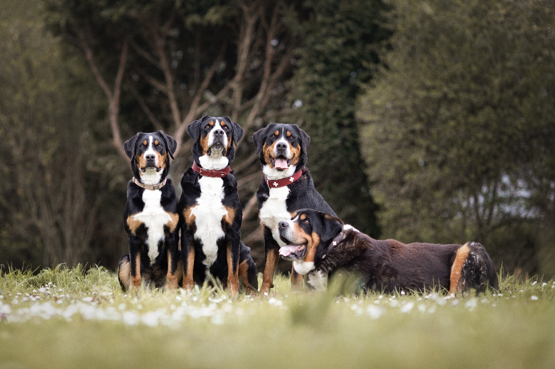 Astro, Beddy, Cäcilia und Cara