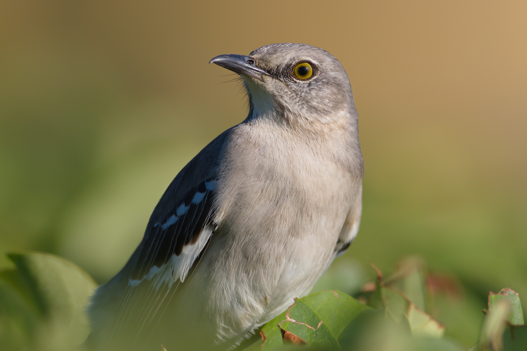 Ups...  Hat auch hübsche Augen, ist aber ein Mockingbird / eine Spottdrossel