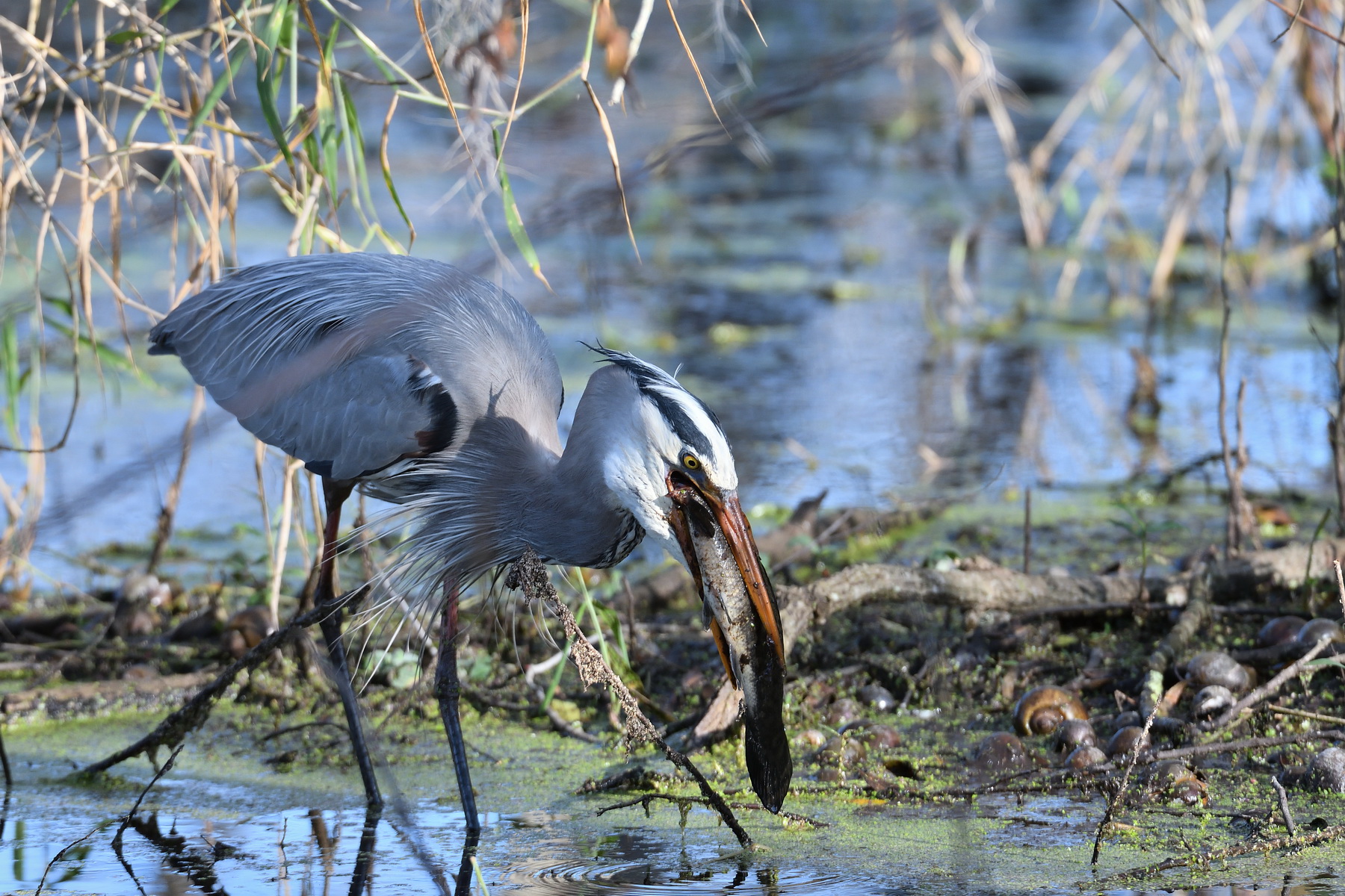 Circle B Bar Reserve / Great Blue Heron