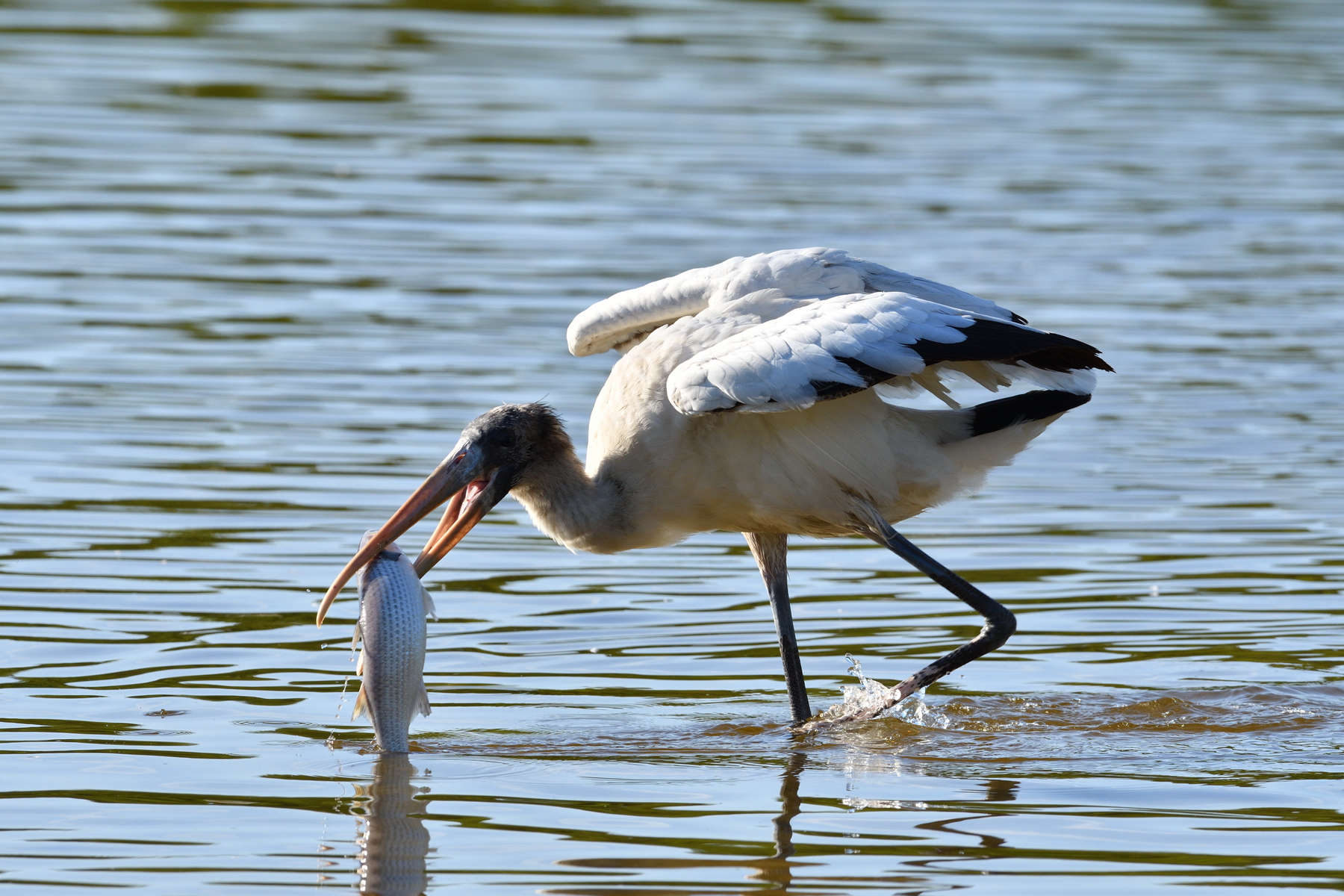 Sanibel Island; Wood Stork(s); Nikon D500 + AF-S 600mm