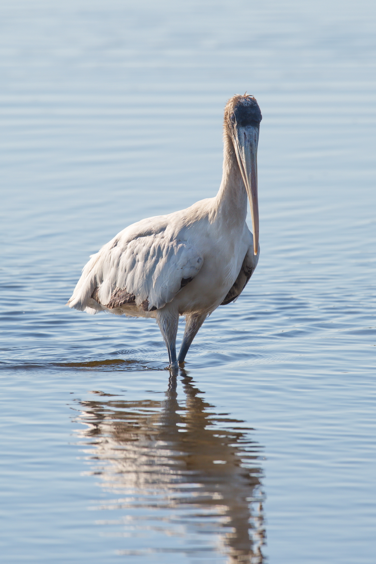 Sanibel Island; Wood Stork(s); Nikon D500 + AF-S 600mm