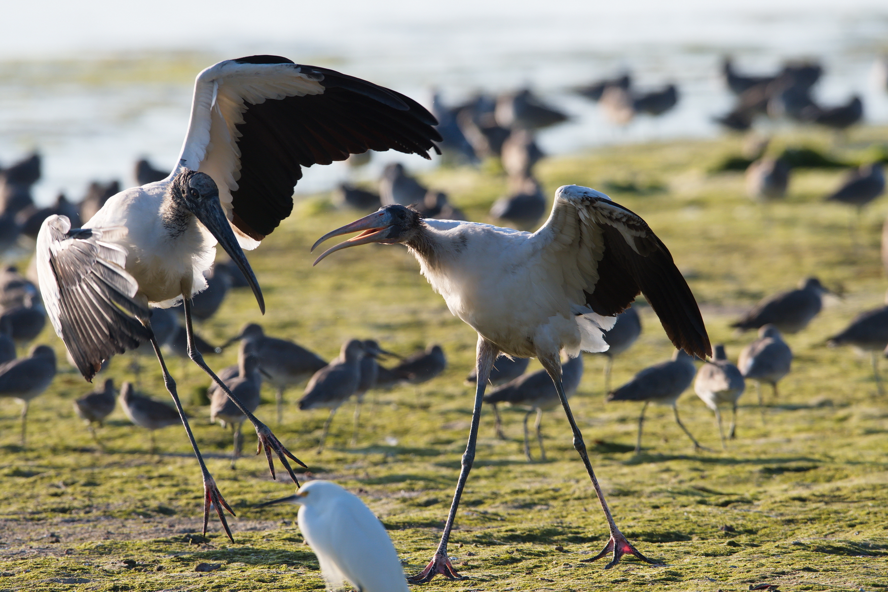 Sanibel Island; Wood Stork(s); Nikon D500 + AF-S 600mm