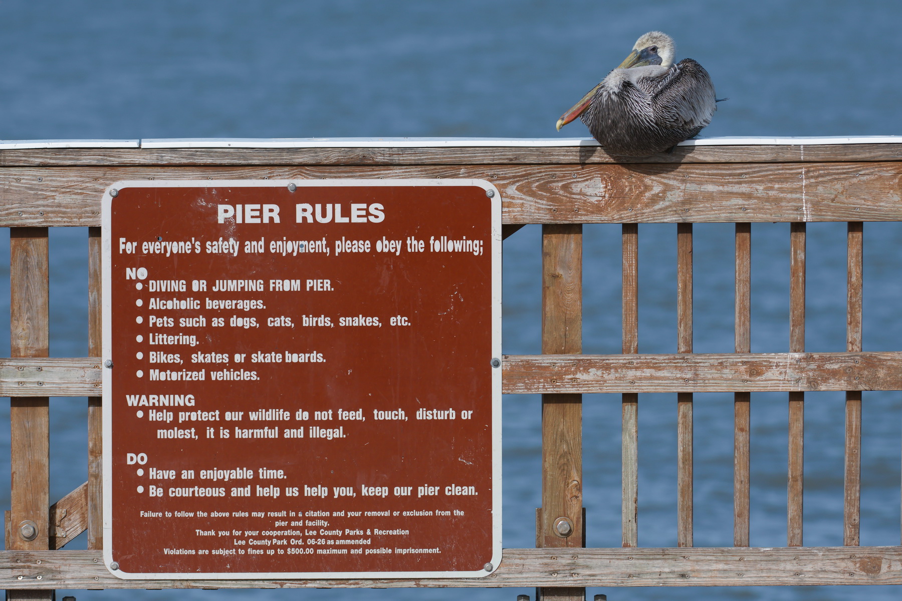 Brown Pelican; Ft. Myers Beach Fishing Pier; Nikon D500 + AF-S 200-400 @ 200 mm