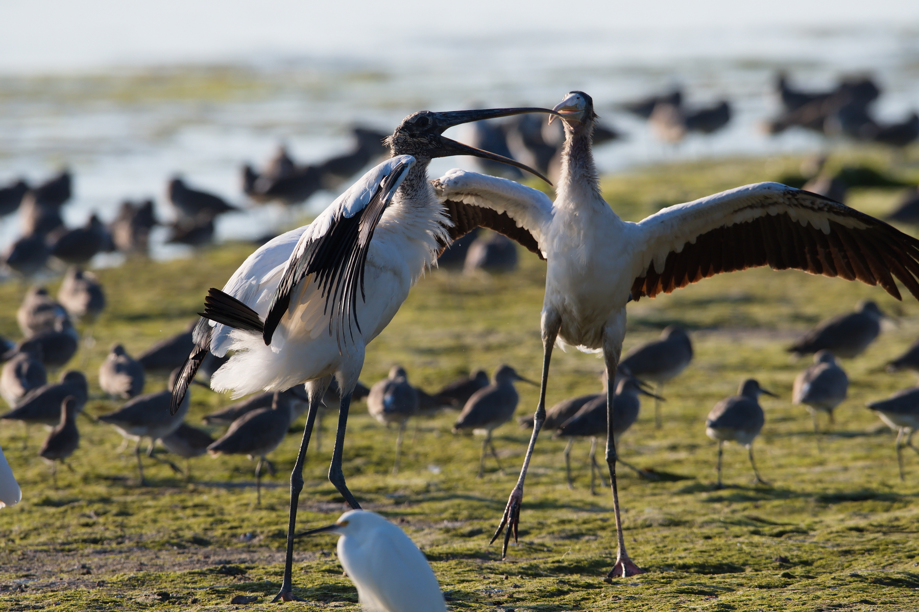 Sanibel Island; Wood Stork(s); Nikon D500 + AF-S 600mm