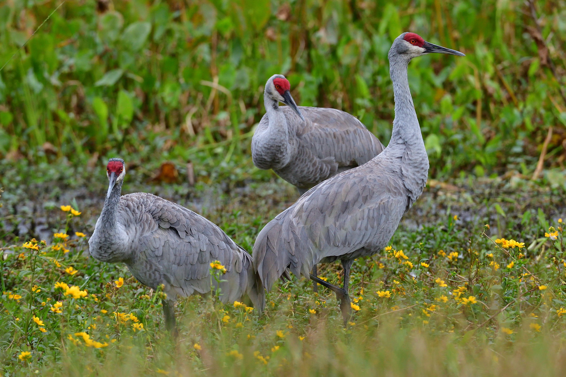 Circle B Bar Reserve / Sandhill Cranes