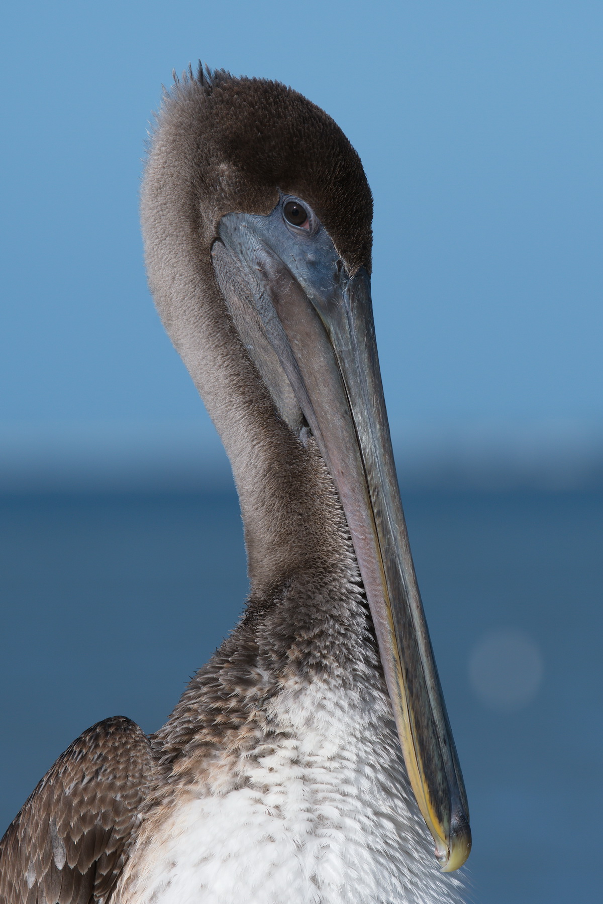 Brown Pelican; Ft. Myers Beach Fishing Pier; Nikon D500 + AF-S 200-400 @ 310mm