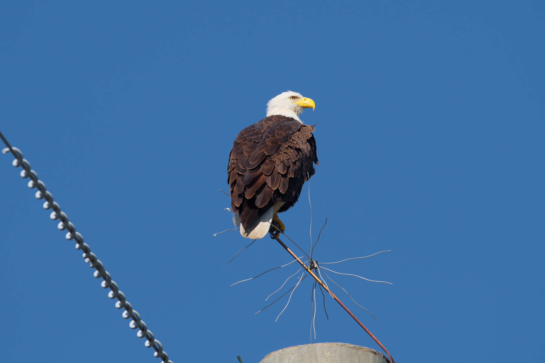 Bald Eagle; Nikon D500 + AF-S 600 handheld