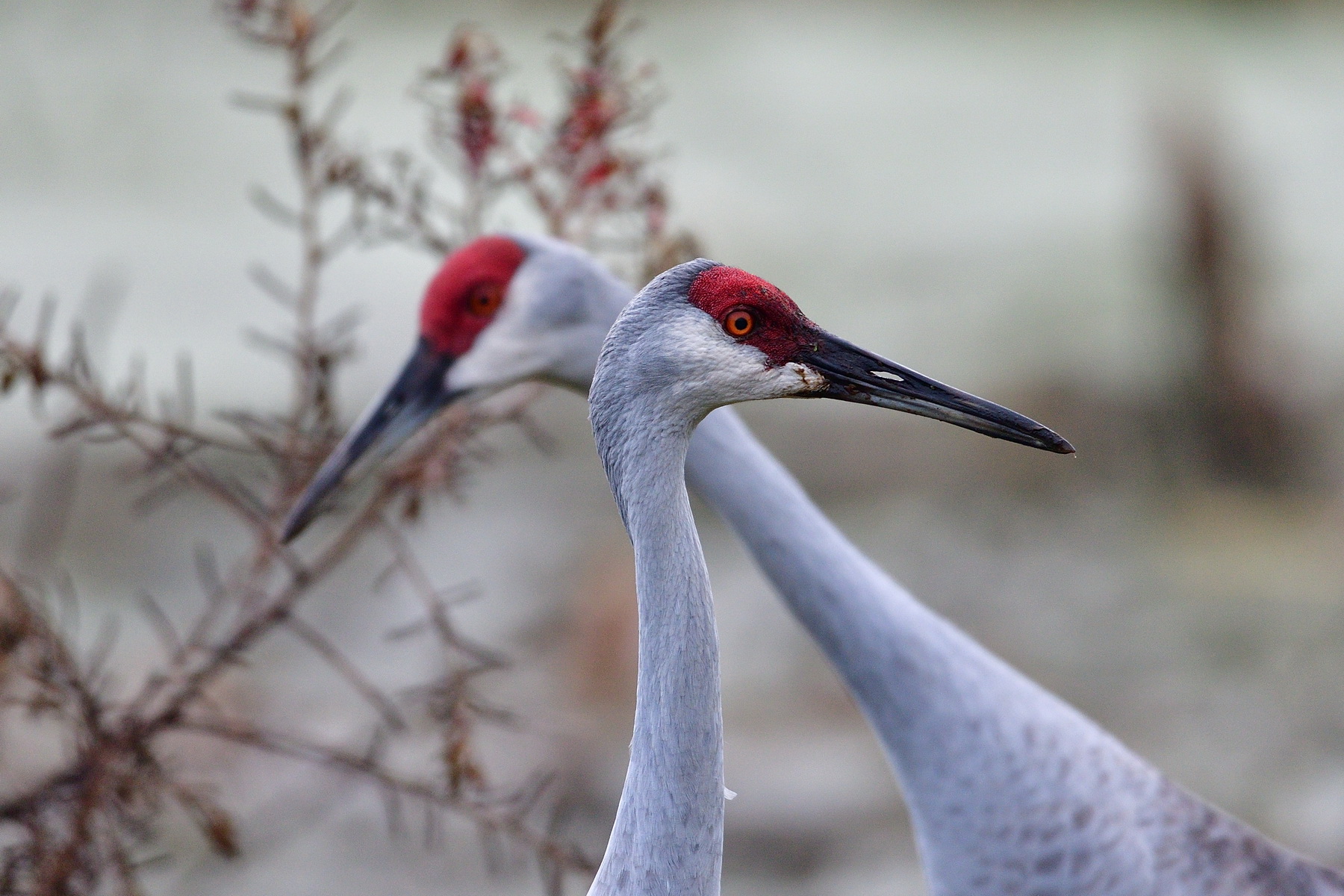 Circle B Bar Reserve / Sandhill Cranes