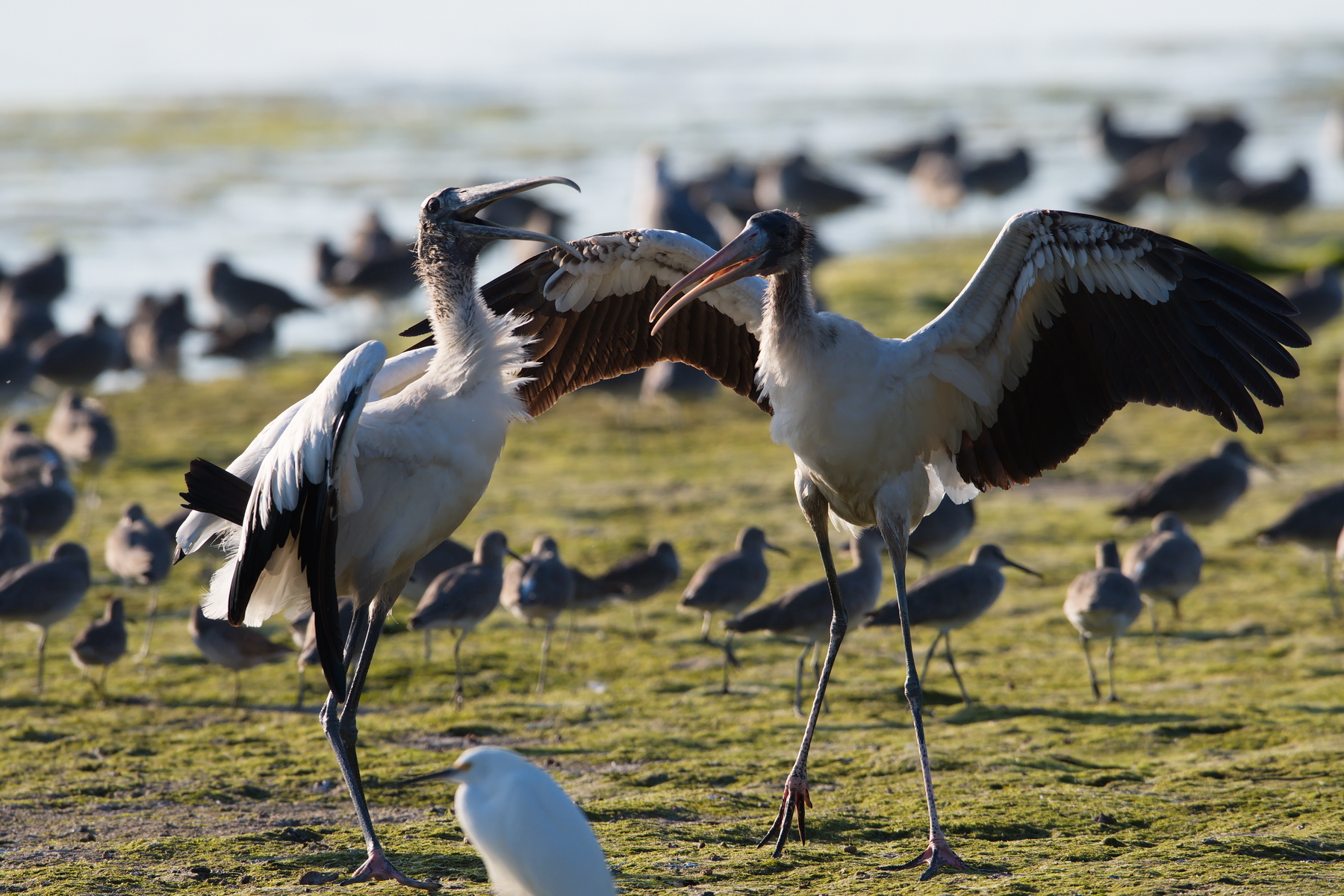 Sanibel Island; Wood Stork(s); Nikon D500 + AF-S 600mm