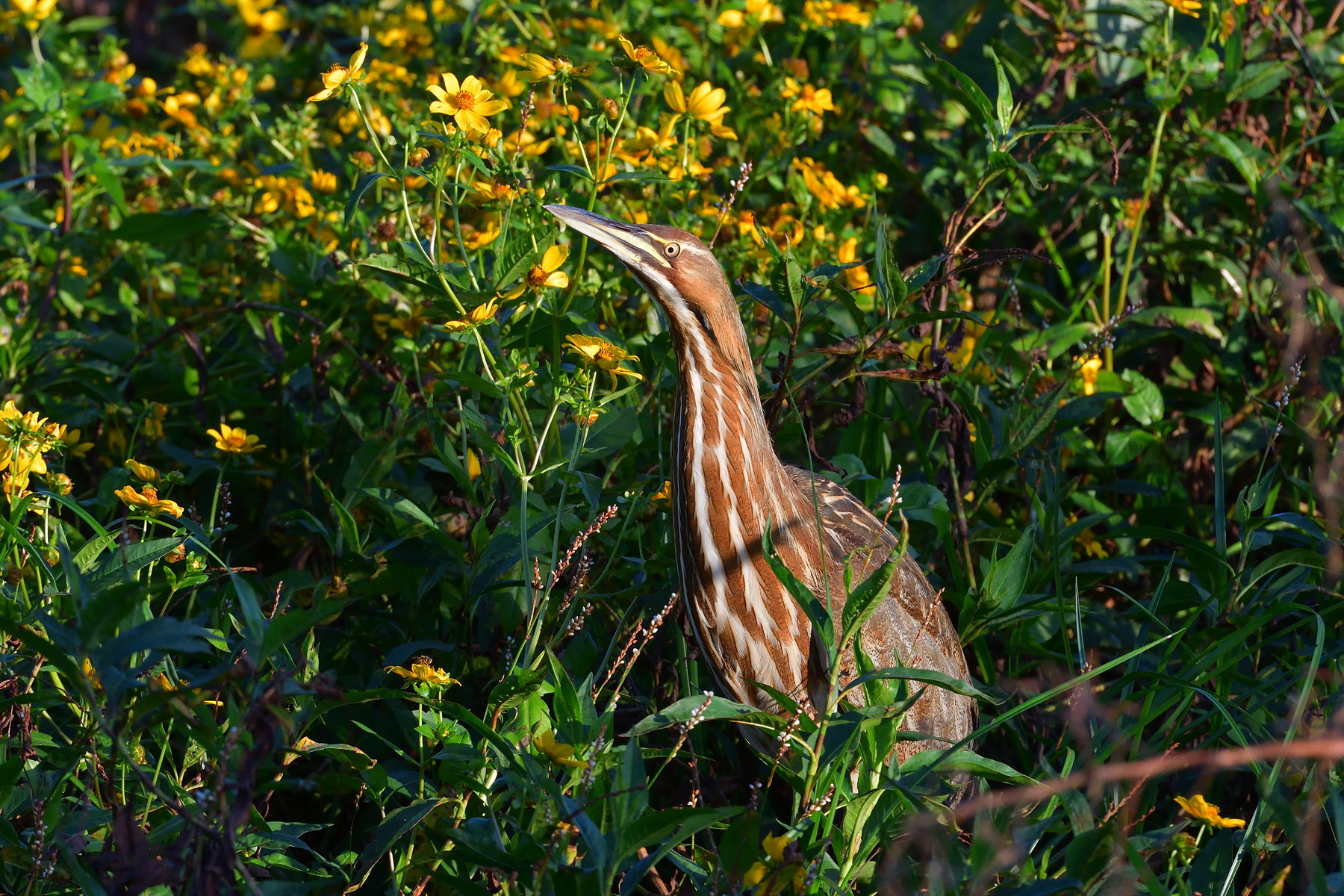 Circle B Bar Reserve / American Bittern