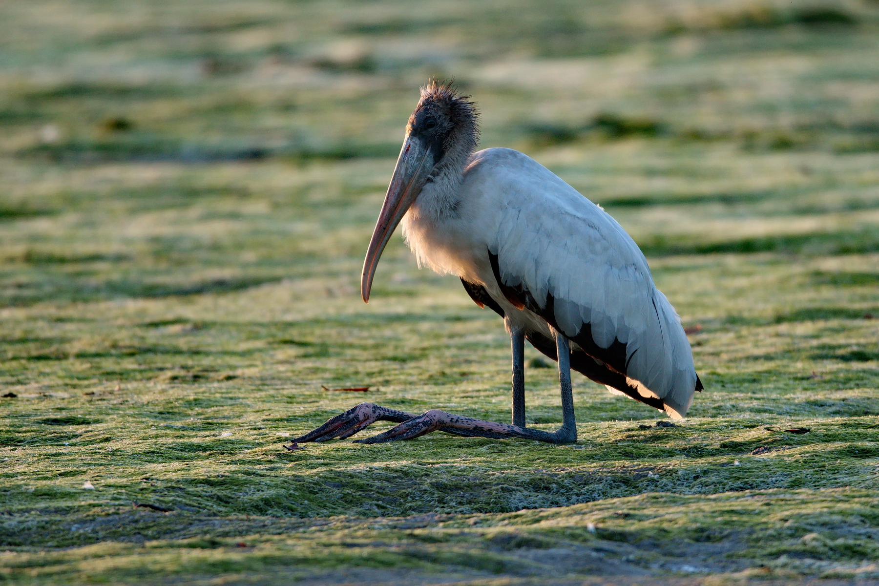 Sanibel Island; Wood Stork(s); Nikon D500 + AF-S 600mm