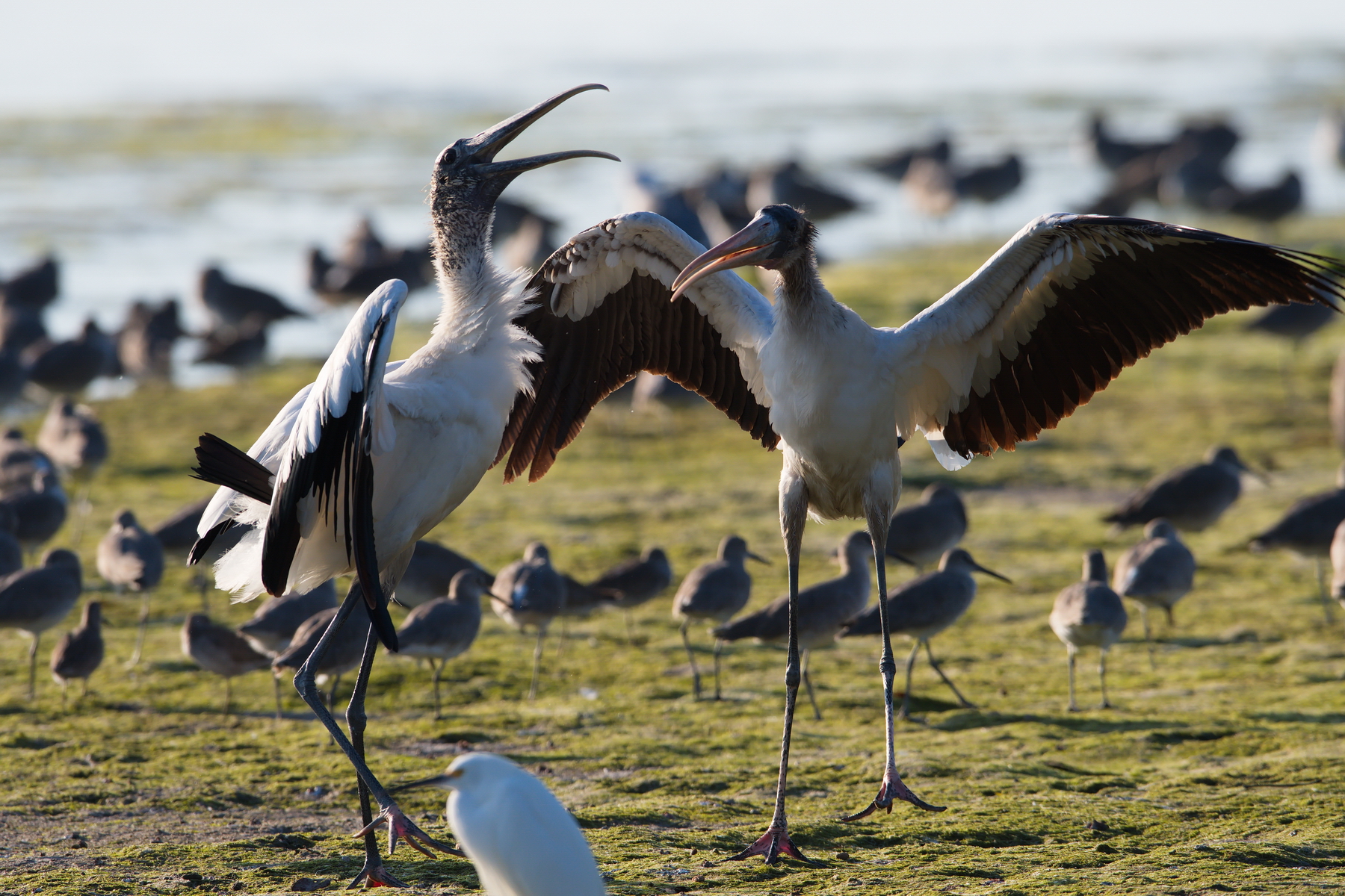 Sanibel Island; Wood Stork(s); Nikon D500 + AF-S 600mm