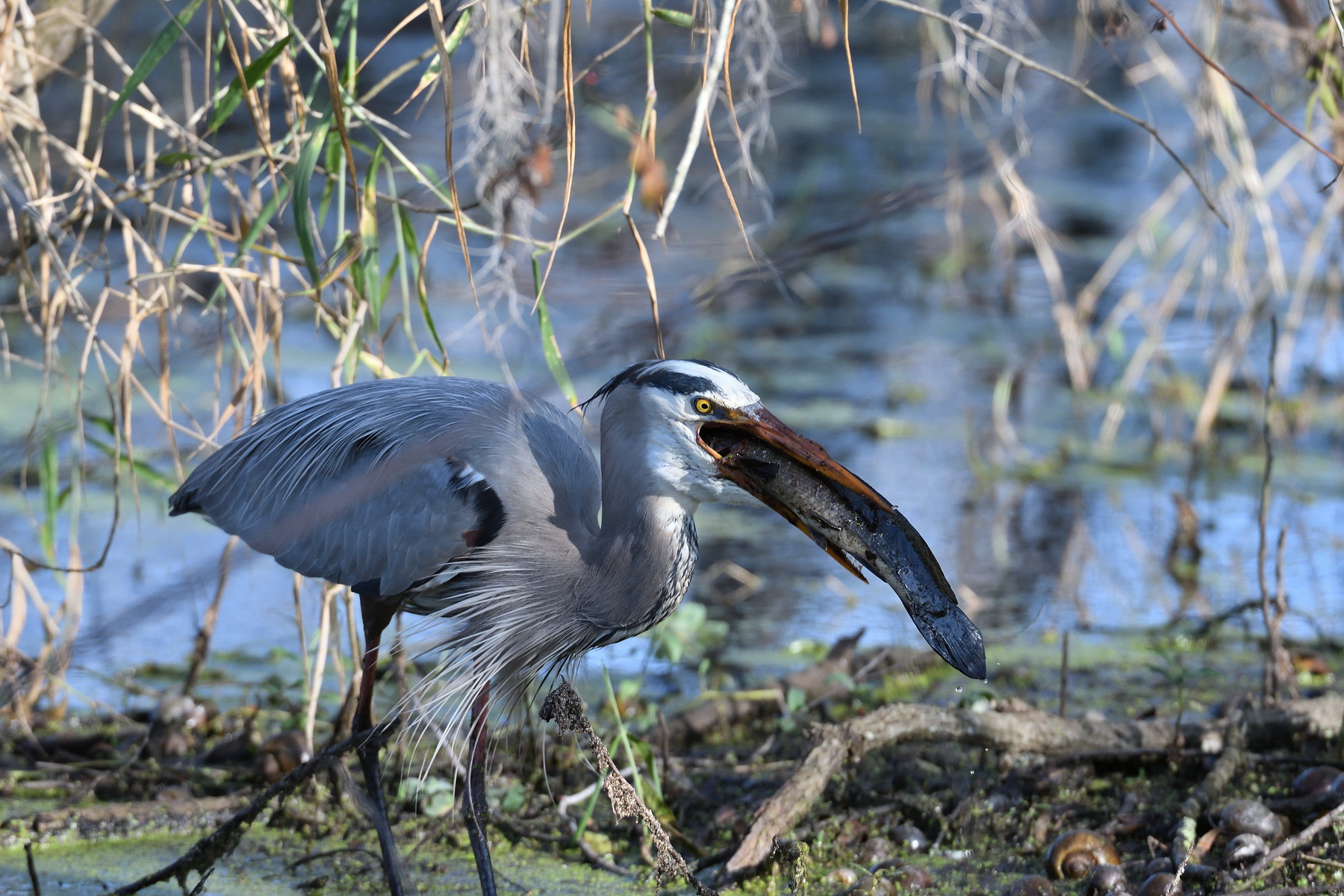 Circle B Bar Reserve / Great Blue Heron