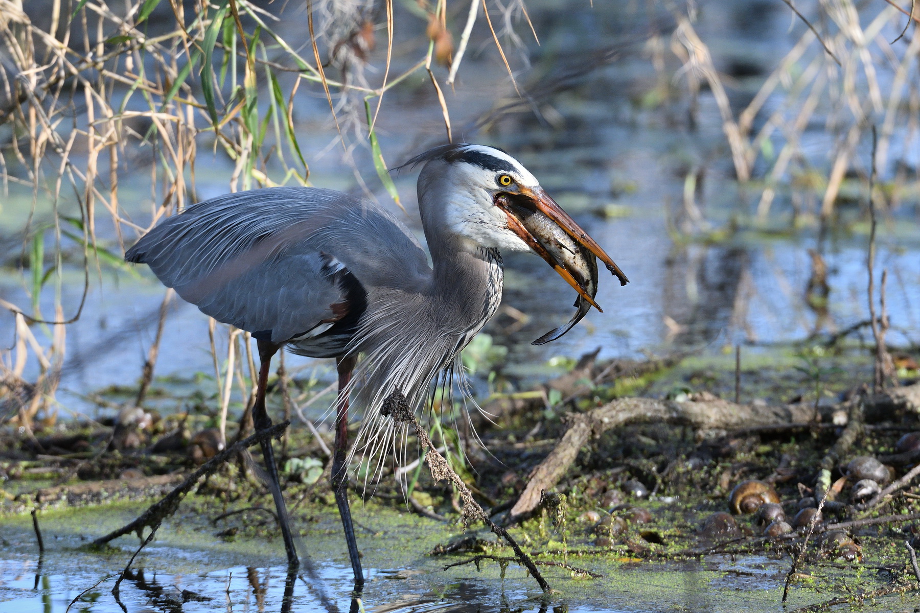 Circle B Bar Reserve / Great Blue Heron