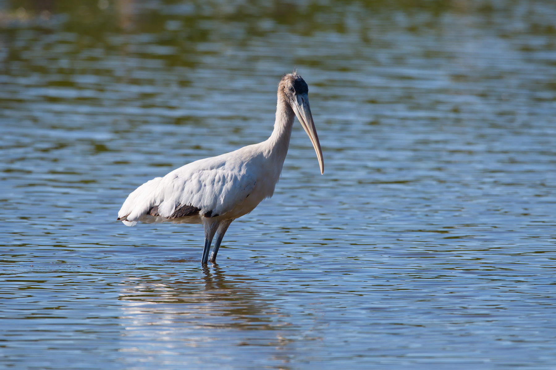 Sanibel Island; Wood Stork(s); Nikon D500 + AF-S 600mm