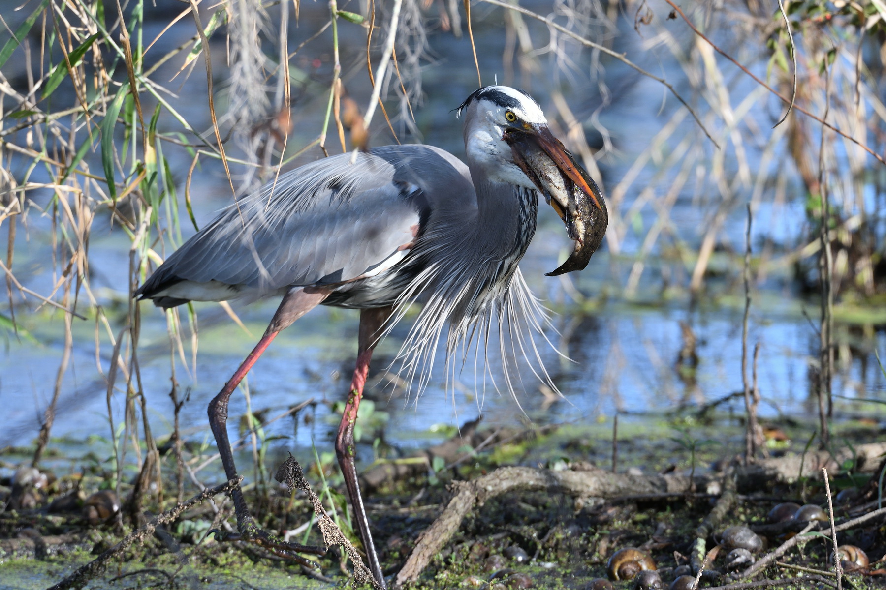 Circle B Bar Reserve / Great Blue Heron