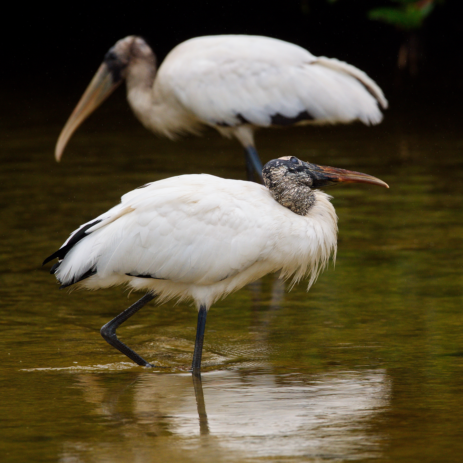 Sanibel Island; Wood Stork(s); Nikon D500 + AF-S 600mm