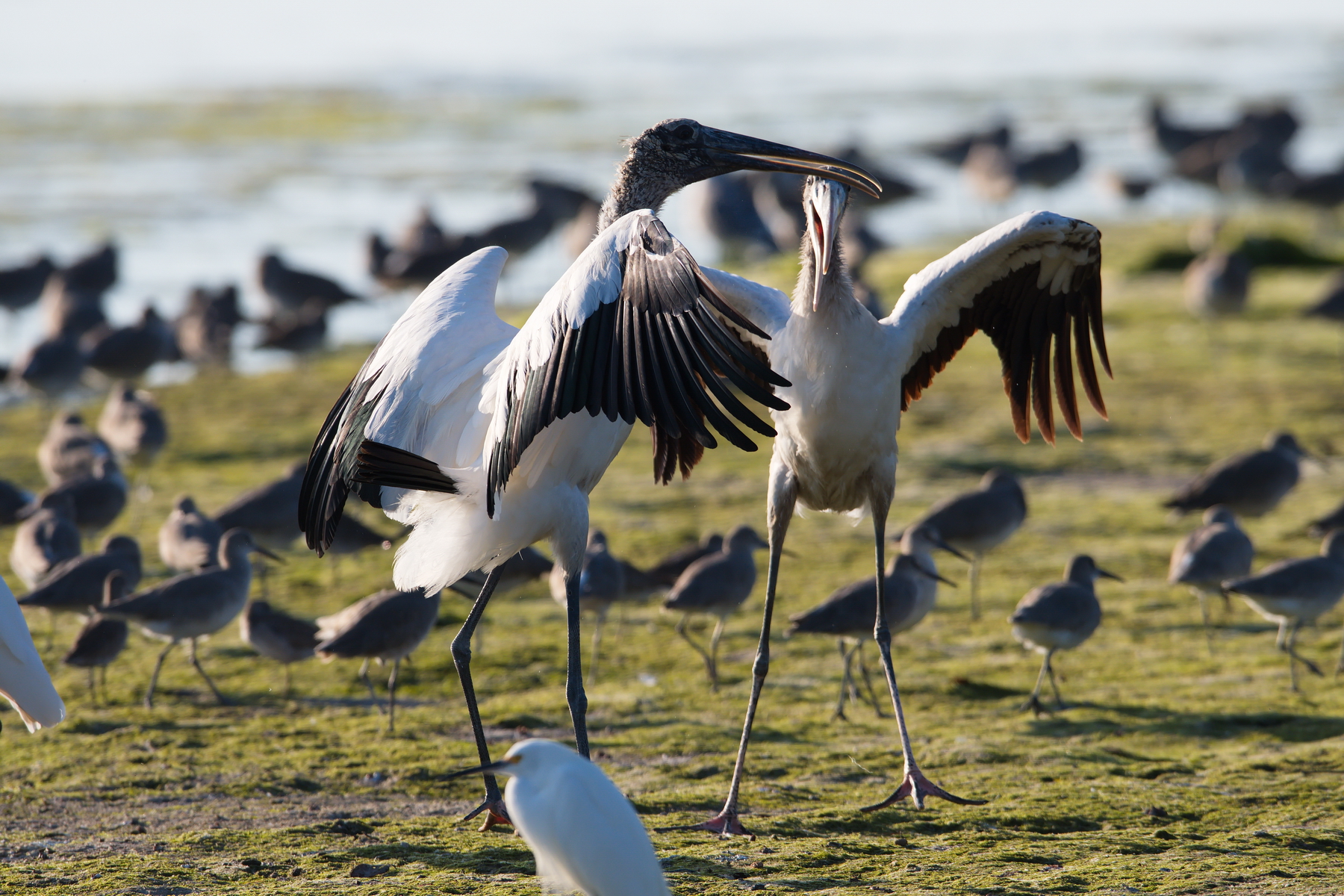 Sanibel Island; Wood Stork(s); Nikon D500 + AF-S 600mm