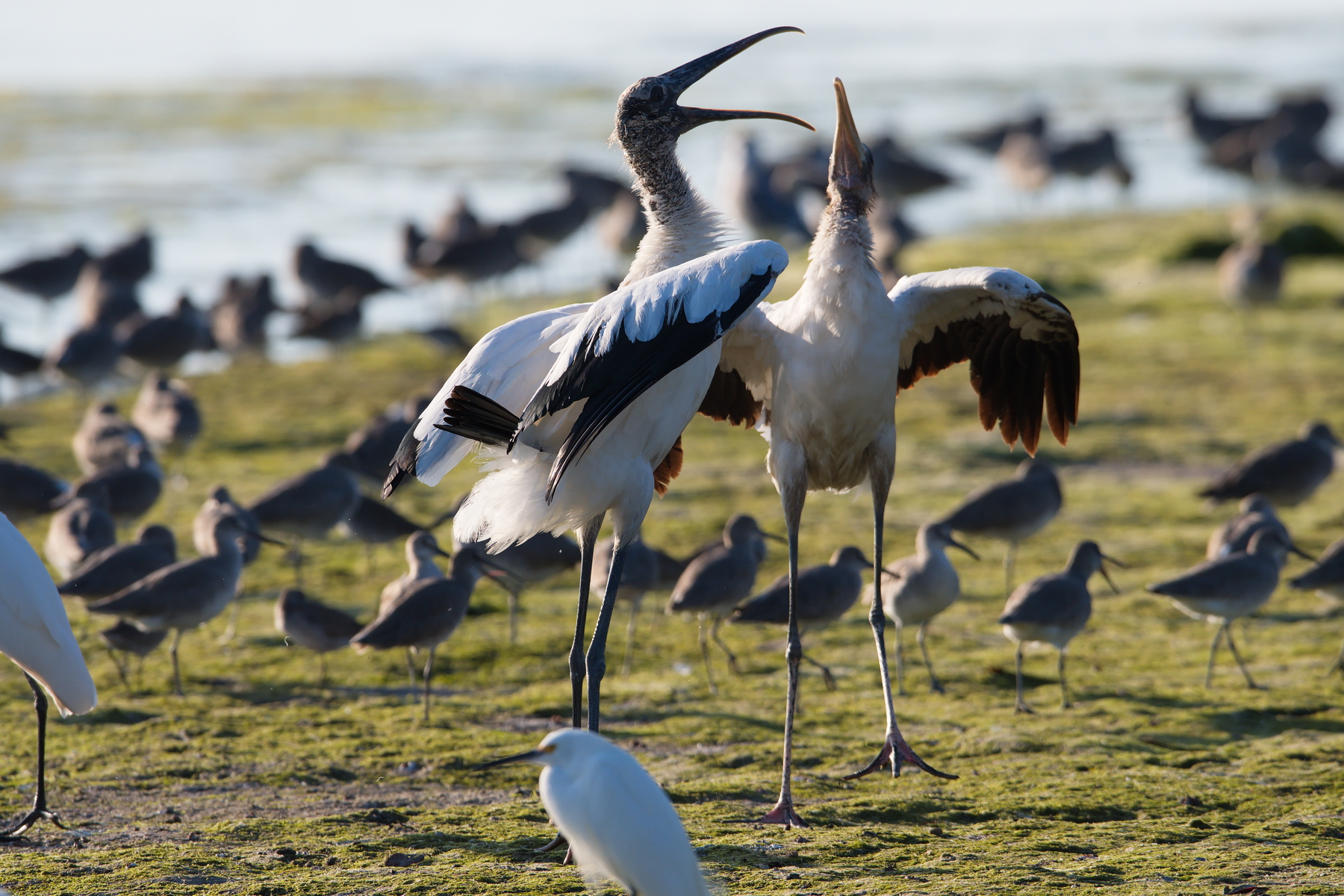 Sanibel Island; Wood Stork(s); Nikon D500 + AF-S 600mm