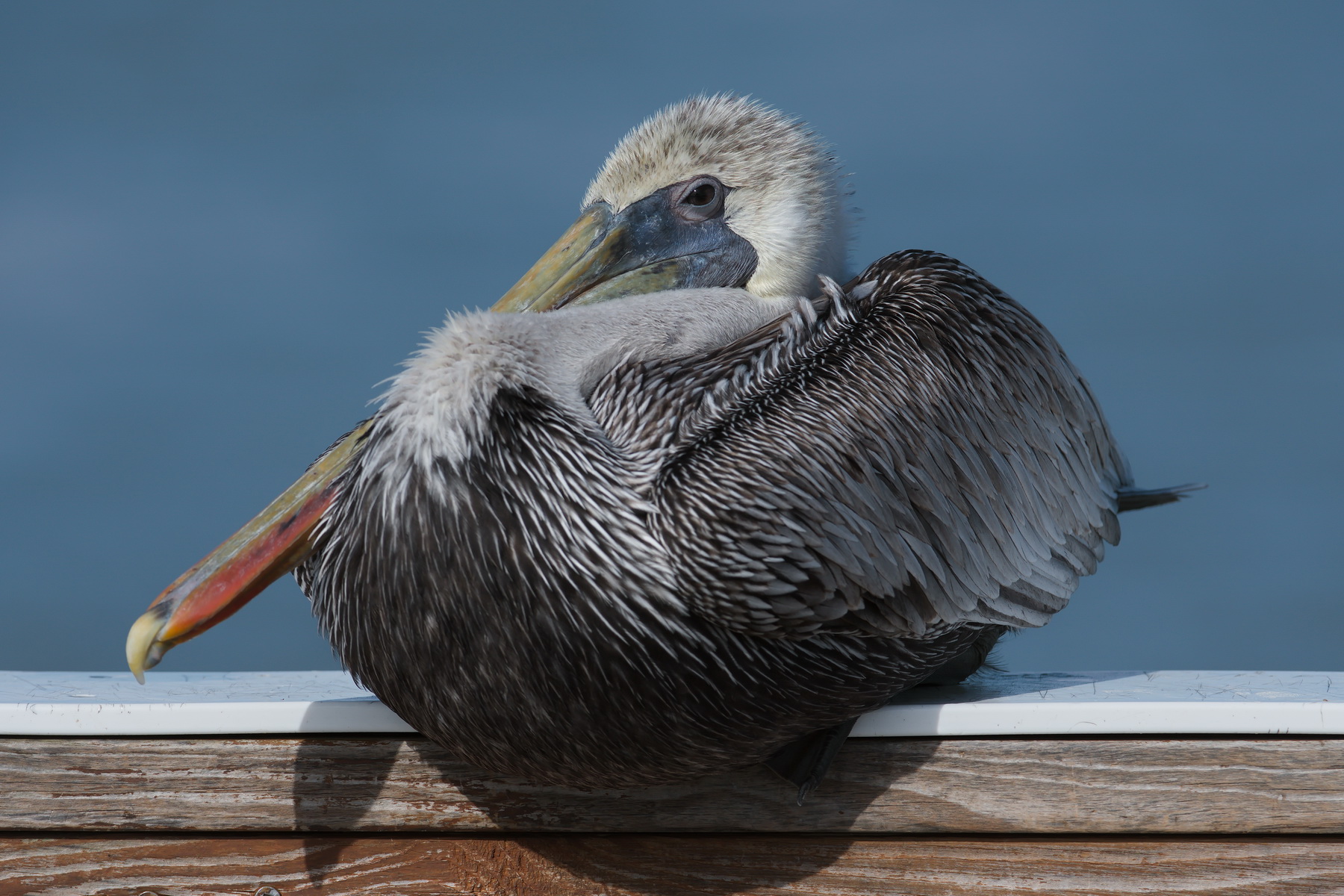 Brown Pelican; Ft. Myers Beach Fishing Pier; Nikon D500 + AF-S 200-400 @ 300mm