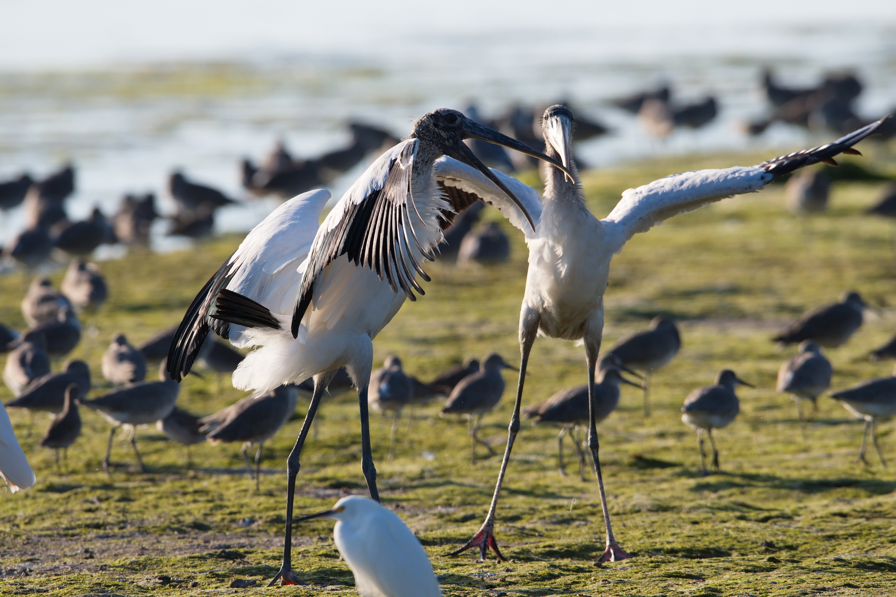 Sanibel Island; Wood Stork(s); Nikon D500 + AF-S 600mm