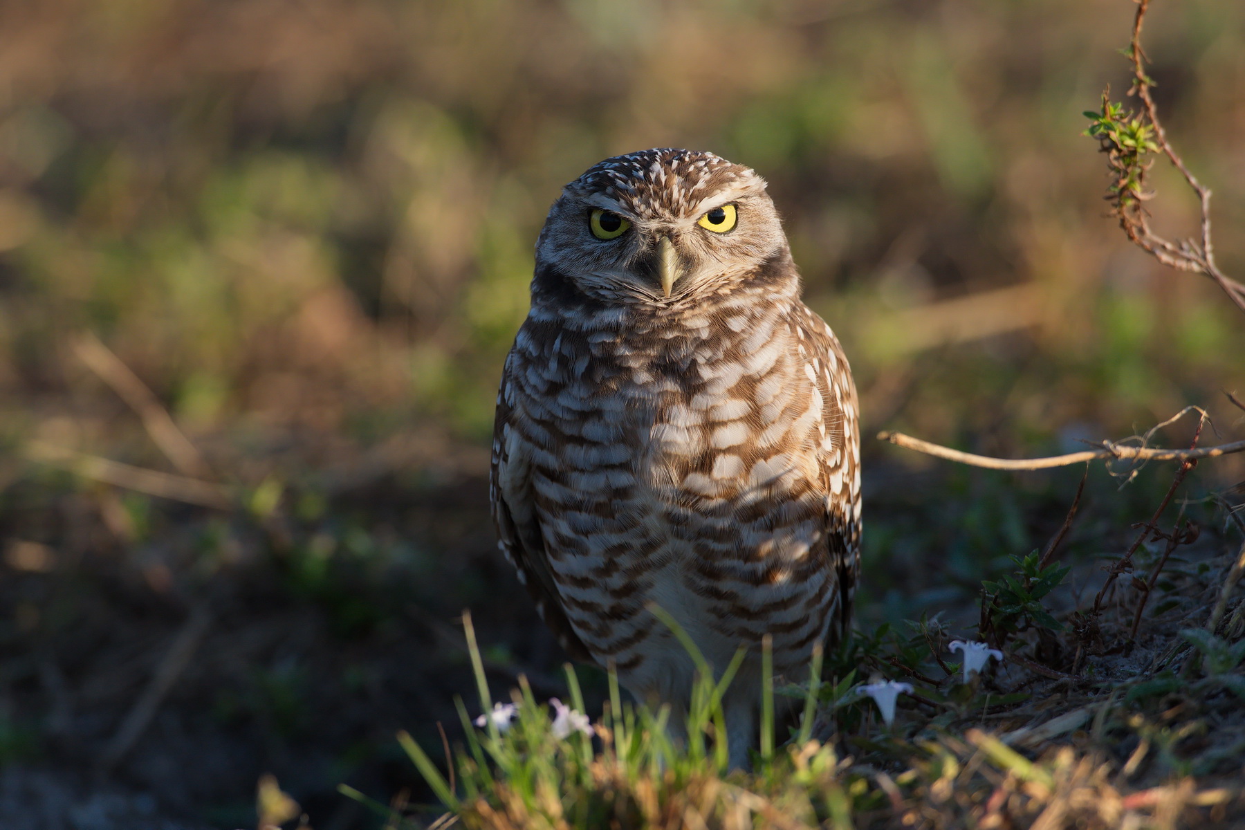 Burrowing Owl; Nikon D500 + AF-S 600