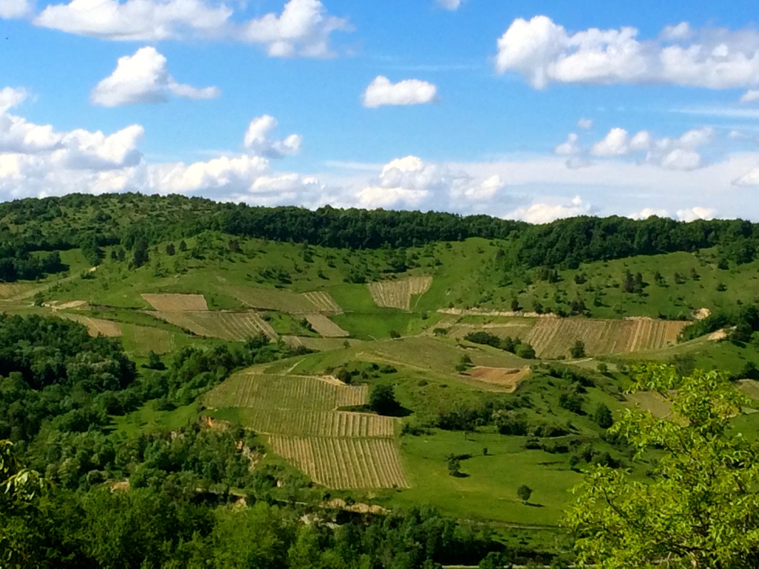 Vignoble de Poncieux