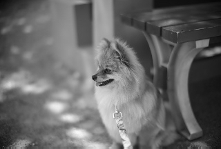 Gifu, JAPAN, Noctilux  50mm