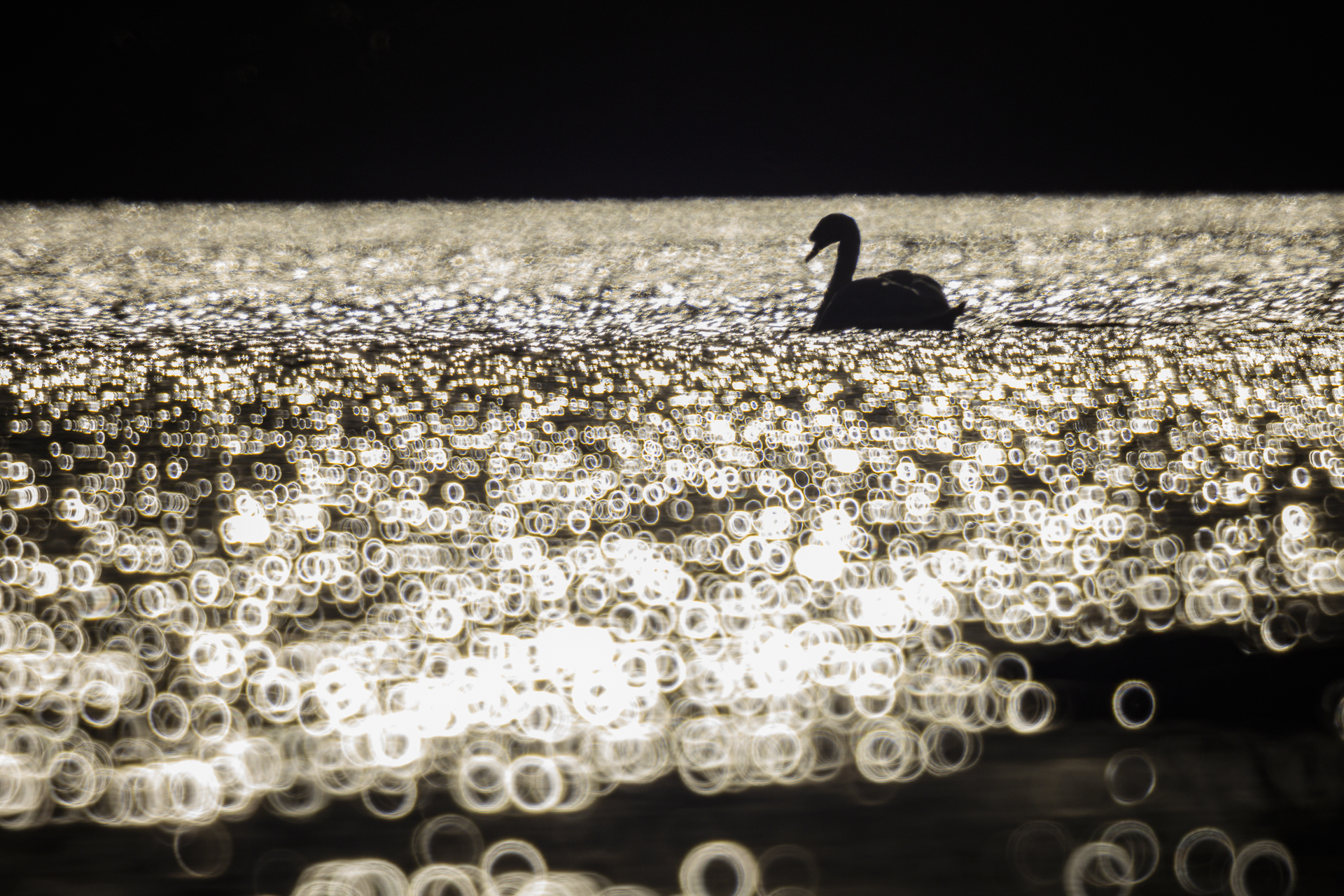 Schwan © Claudia Kruszka